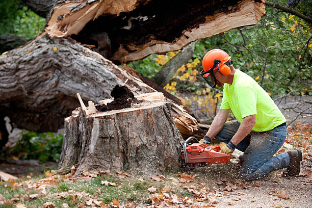  , IA Tree Services Pros